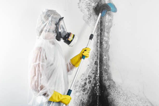 Best Mold Odor Removal Services  in Riverton, IL