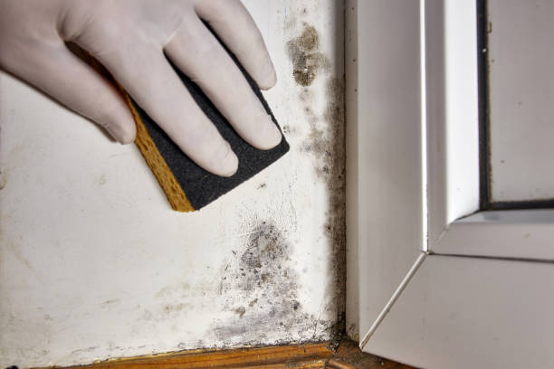 Best Airborne Mold Testing  in Riverton, IL